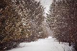 Snowy Laneway In Snowstorm_14236